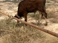گاو نر, گاو — عکس 2