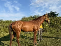 Koń, Akhal-Teke — zdjęcie 4