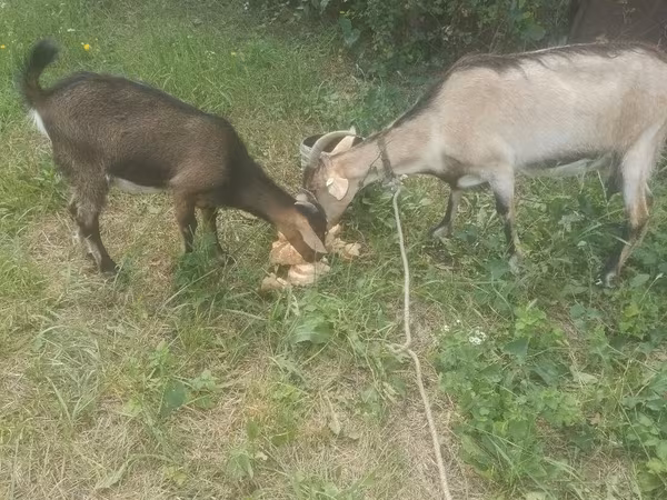 母山羊, Goats