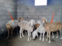 Oveja, Katum sheep — foto 1