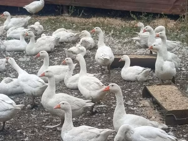 Geese