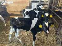 Byk, Russian Black pied cattle — zdjęcie 1