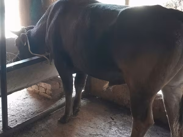 ወንድ በሬ, Cattle