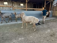 Қӯчқор, Edilbay sheep — акс 2