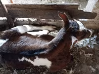 گاو نر, گاو — عکس 3