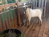 Keçi, Alpine goat — foto 2