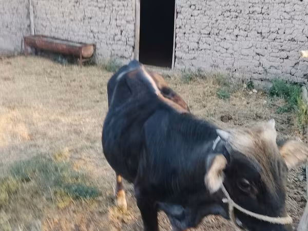Lembu jantan, Swiss cattle