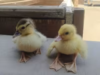 Ducks — 写真 1