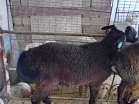 Widder, Blackheaded Persian sheep — Foto 3