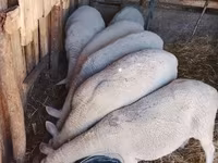 암양, Merino sheep — 사진 2