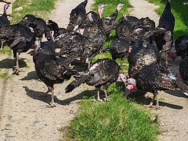 Turkeys