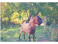 Caprone, Capre — foto 4
