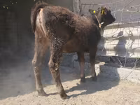 Býk, Swiss cattle — foto 1