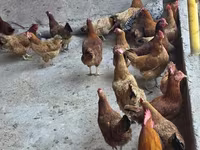 Chickens — 사진 3