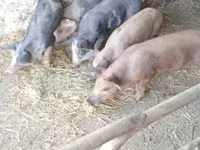 Prasnice, Prasata — foto 1