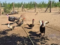 Ducks — รูปภาพ 7