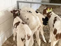 황소, Simmental cattle — 사진 4