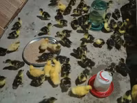 Ducks — 5-rasm