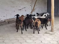 Sheep, Sheep — photo 1
