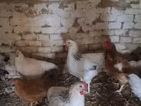 Chickens — 1. fotó