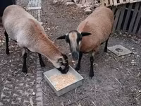 Biri-biri betina, Cameroon sheep — foto 3