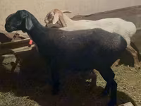 Ovca, Arashan sheep — fotografija 3