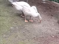 Geese — foto 2