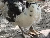 Domestic Muscovy — foto 4