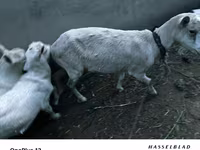 بز ماده, Saanen goat — عکس 2