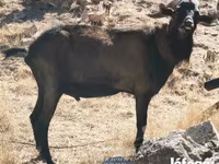 Billy Goat, Alpine goat — photo 4