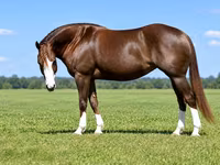 Kobila, Quarter Horse — fotografija 5