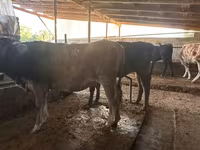 گاو ماده, Swiss cattle — عکس 8