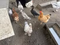 Geese — zdjęcie 7