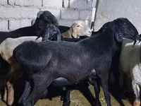 Kambing jantan, Sheep — foto 1