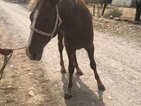 Hingst, Heste — foto 1