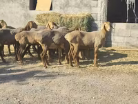 Ovca, Arashan sheep — fotografija 2