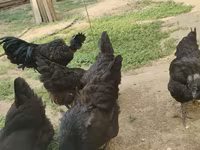 Chickens — foto 8