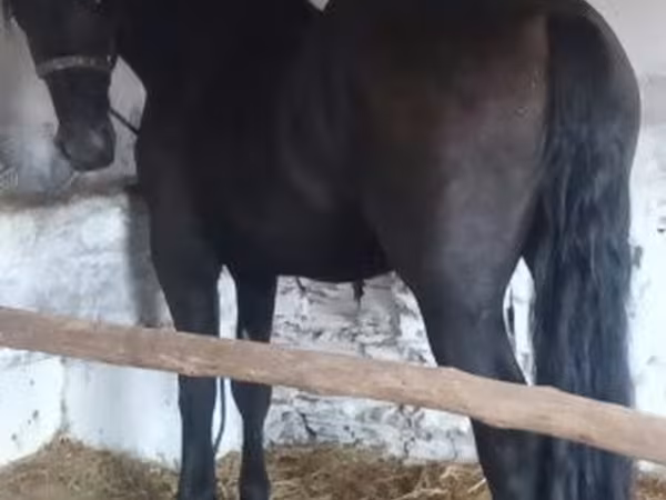 Aygır, Friesian
