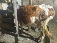گاو ماده, Latvian Blue cattle — عکس 2