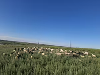 Býk, Skot — foto 2