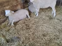 Owca, Ile-de-France sheep — zdjęcie 4