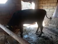 گاو ماده, گاو — عکس 2