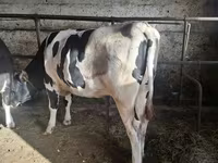 Krava, Russian Black pied cattle — foto 1