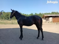 ม้าตัวผู้, Nonius horse — รูปภาพ 1
