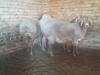Kambing betina, Arashan sheep — foto 1
