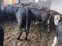Toro, Karaku — foto 8