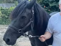 ม้าตัวเมีย, Hucul pony — รูปภาพ 2