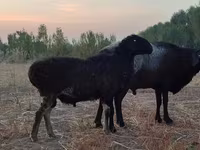 公羊, Blackheaded Persian sheep — 照片 6