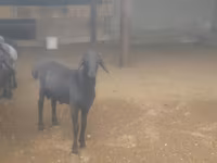Kambing jantan, Sheep — foto 4