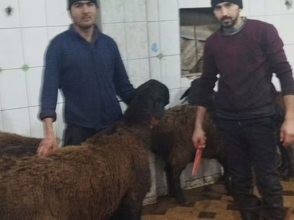 Wad, Sheep